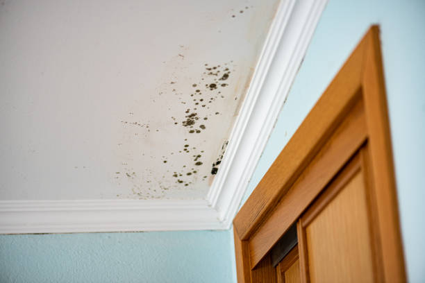Best Black Mold Removal  in Shirley, NY