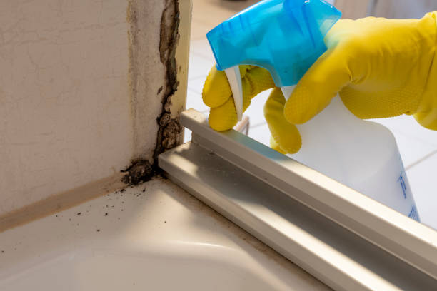 Mold Removal and Inspection in Shirley, NY