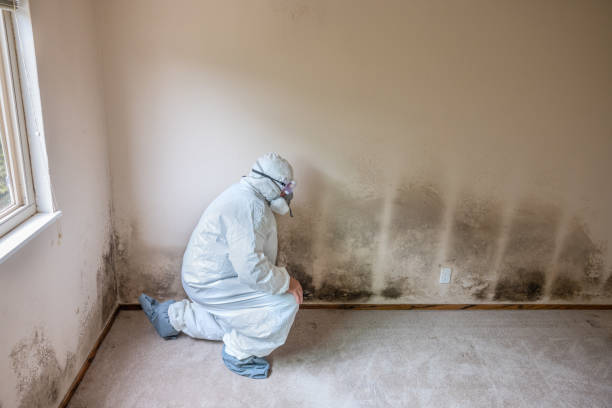 Best Mold Testing and Removal  in Shirley, NY