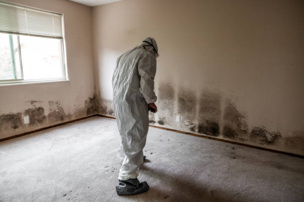 Best Commercial Mold Removal  in Shirley, NY