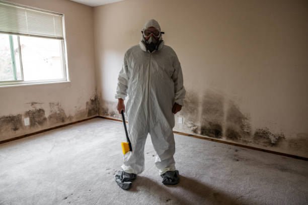 Reliable Shirley, NY Mold Removal Solutions