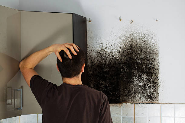 Best Mold Removal Near Me  in Shirley, NY