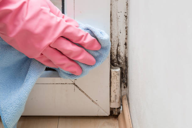 Best Commercial Mold Removal  in Shirley, NY